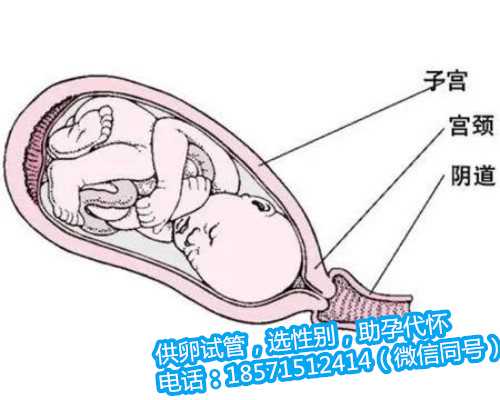 女性澳门试管代孕真实情况除了解排卵期外，还要学会这4大怀孕方法