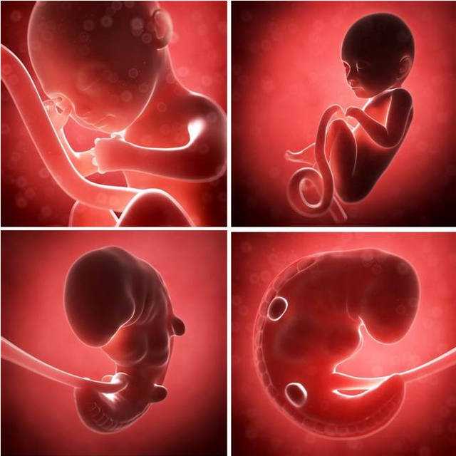 为什么试管取卵后培养到第三天的澳门借卵代怀流程中只有6细胞？